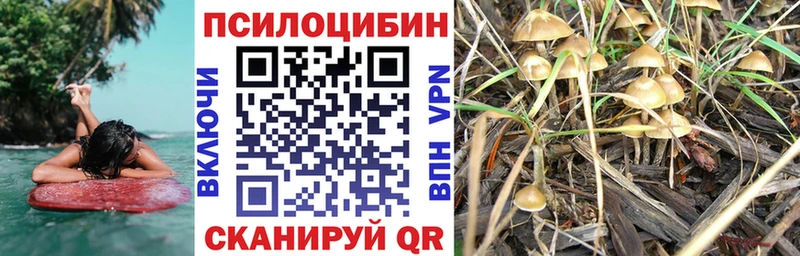 нарко площадка формула  Братск  Галлюциногенные грибы Psilocybine cubensis 